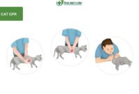 How To Perform CPR On Your Feline Friend: A Simple Guide