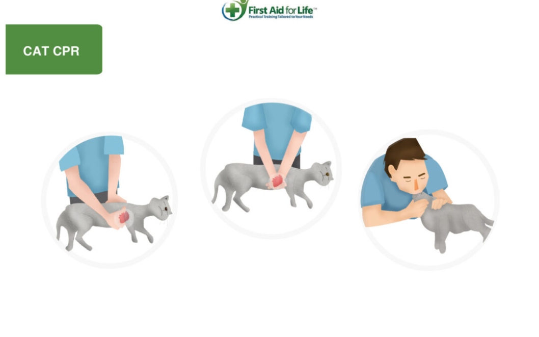 How To Perform CPR On Your Feline Friend: A Simple Guide