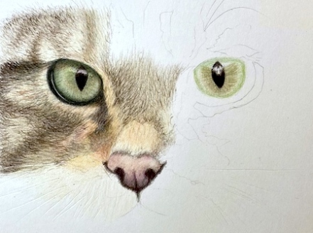 How To Draw A Realistic Cat: Easy Step-by-Step Guide For Beginners