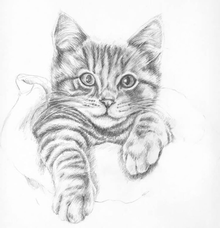 Backdate 4 Easy Cat Drawing Ideas And Tutorials For Everyone - Beautiful Dawn