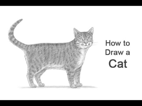 Learn How To Easily Draw A Cat With This Fun Video Tutorial!