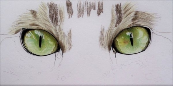 Backdate 5 How To Draw Cat Eyes With Colored Pencil — Carrie L