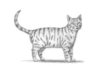 Step-by-Step Guide: Drawing A Tabby Cat In Easy And Fun Way