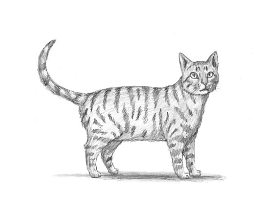 Step-by-Step Guide: Drawing A Tabby Cat In Easy And Fun Way