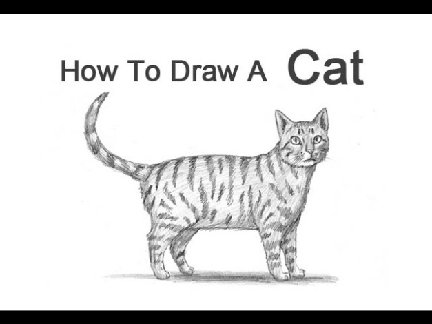 Niche Utama 1 How To Draw A Cat (Tabby)