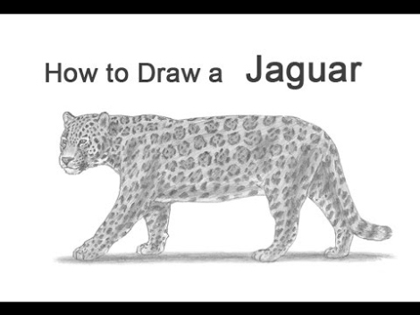 Niche Utama 1 How To Draw A Jaguar