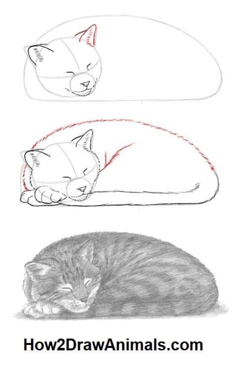 Learn How To Draw A Cute Sleeping Cat In Easy Steps