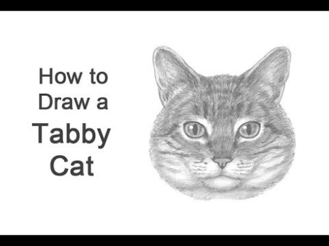 Niche Utama 1 How To Draw A Tabby Cat (Head Detail)