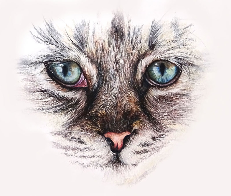 Niche Utama 1 How To Draw Cat Eyes With Colored Pencils