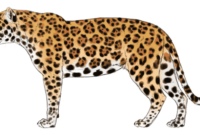 Easy Steps To Draw A Jaguar Cat: A Beginner’s Guide To Sketching This Majestic Feline