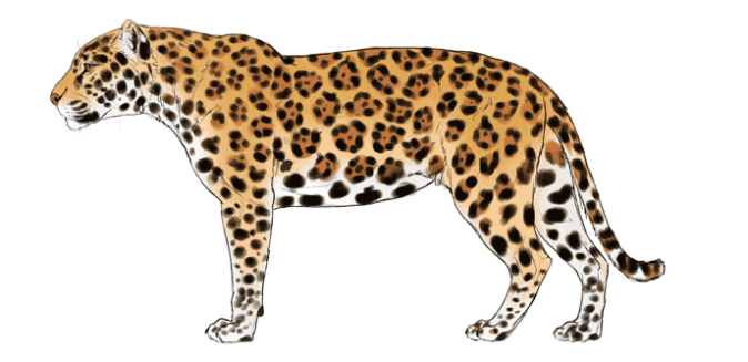 Easy Steps To Draw A Jaguar Cat: A Beginner’s Guide To Sketching This Majestic Feline