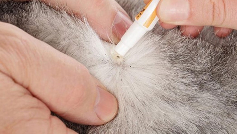 Uncovering The Elusive: A Comprehensive Guide On How To Detect Cat Fleas With Ease