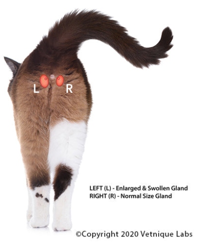 Niche Utama 2 Anal Glands Information For Cats  Glandex