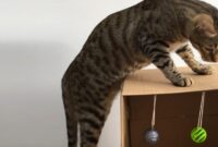 10 Whisker-Twitching Ways To Keep Your Feline Friend Happy And Entertained!