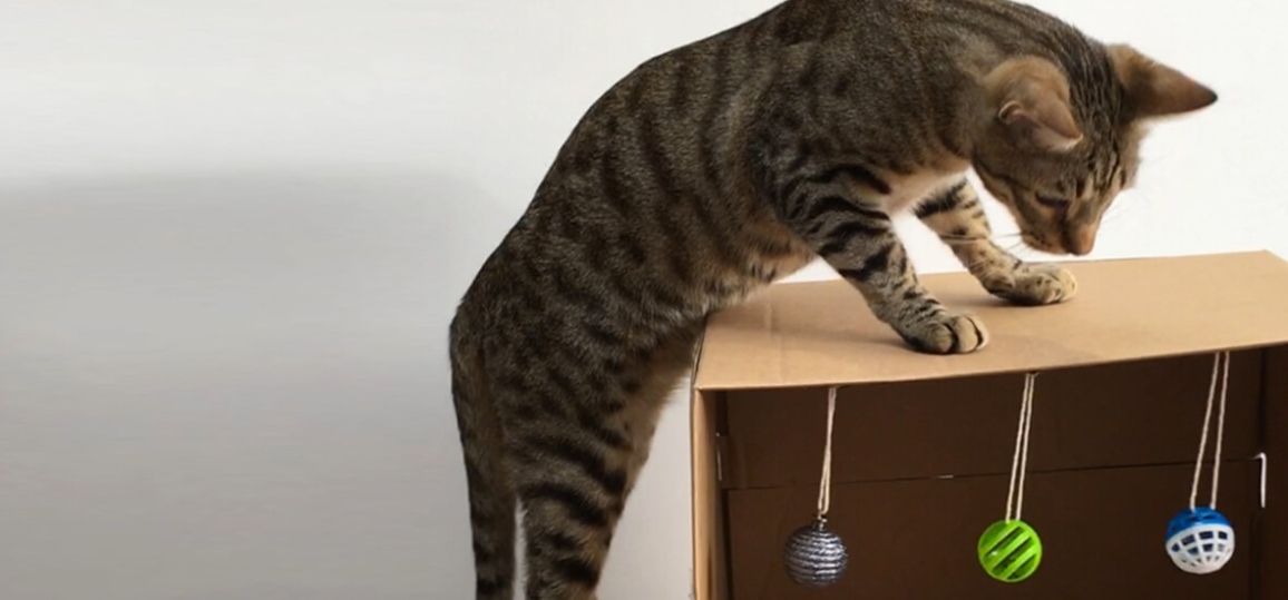 Playtime Purrfection: 10 Creative Ways To Entertain Your Feline Friend