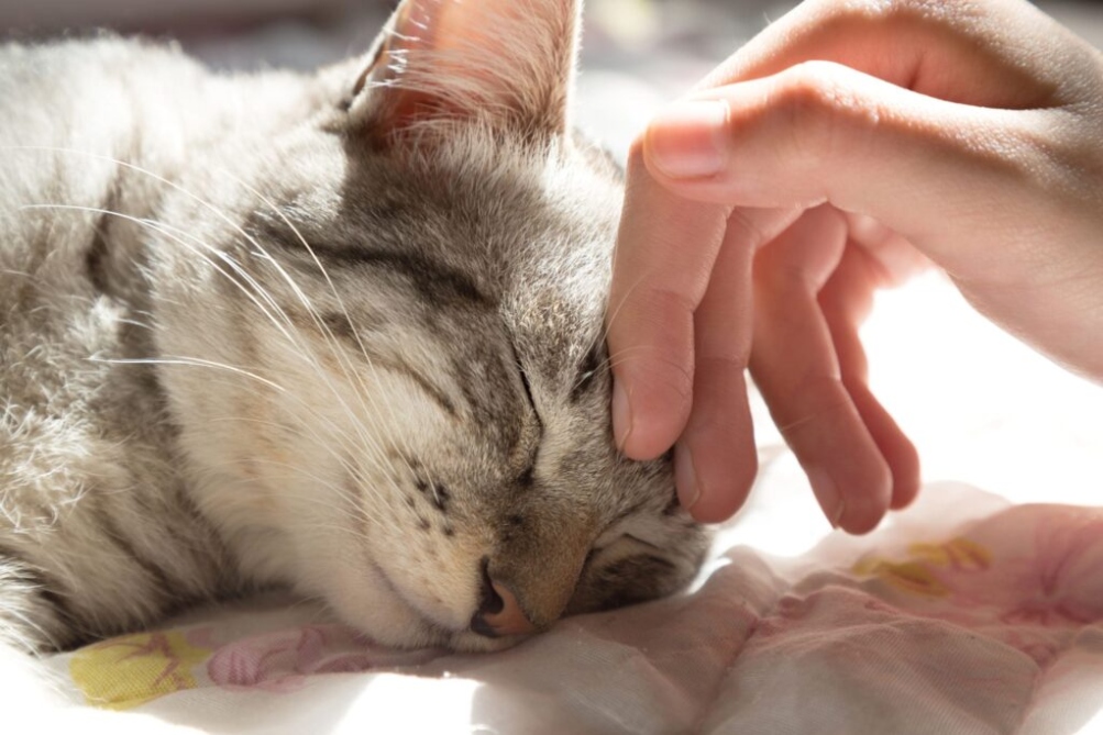 Mercifully Saying Goodbye: A Compassionate Guide To Euthanizing A Cat