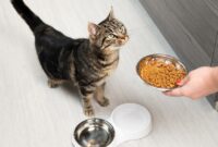 Whisker Wellness: A Purr-fect Guide To Feeding Your Feline Friend