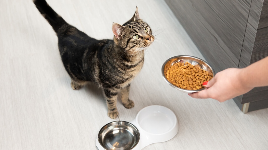 Whisker Wellness: A Purr-fect Guide To Feeding Your Feline Friend