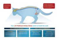 Unlocking The Mysterious Signals: How To Tell If Your Cat’s Bladder Is Full