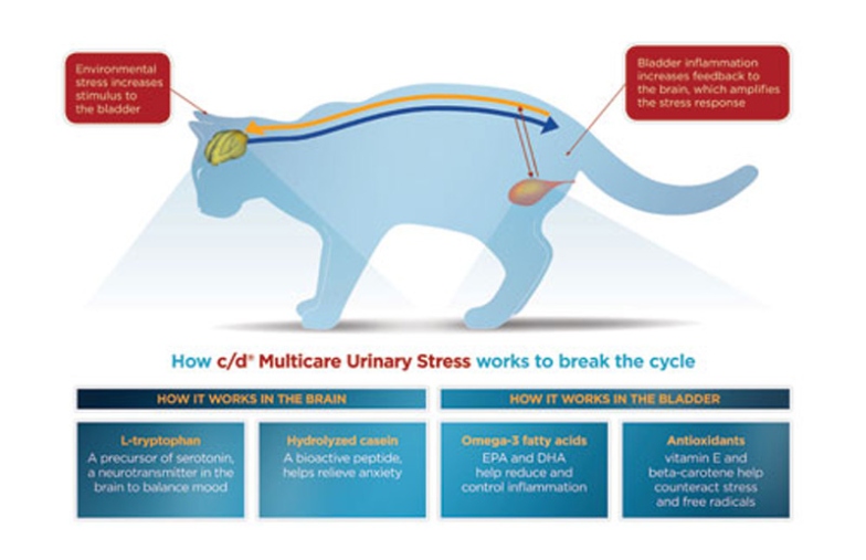 Unlocking The Mysterious Signals: How To Tell If Your Cat’s Bladder Is Full