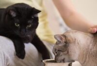 The Ultimate Guide To Feeding Two Cats: Managing A Hungry Kitty And An Overeater