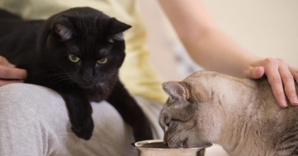 The Ultimate Guide To Feeding Two Cats: Managing A Hungry Kitty And An Overeater