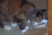 The Ultimate Guide: How To Safely And Successfully Feed A Cat With A Cone