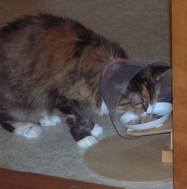 The Ultimate Guide: How To Safely And Successfully Feed A Cat With A Cone