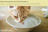 Cat Hydration Hacks: 7 Clever Tips To Keep Your Feline Friend Drinking