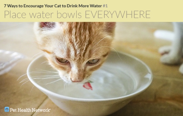 Cat Hydration Hacks: 7 Clever Tips To Keep Your Feline Friend Drinking