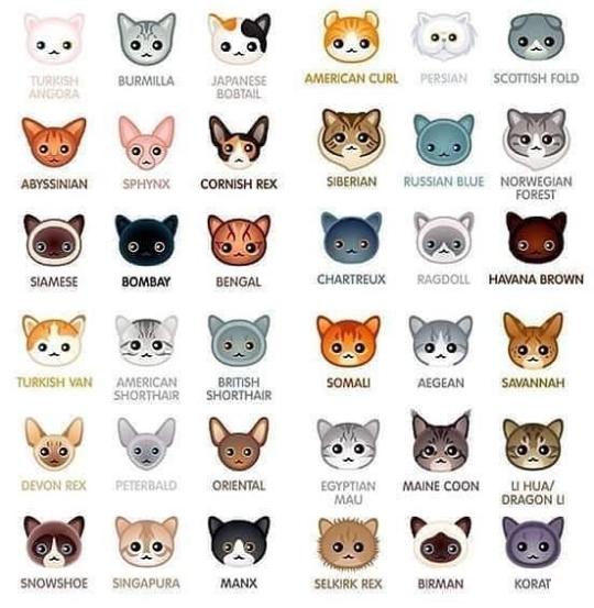 Niche Utama 2 Daily Cats On Instagram: “What Is Your Cat's Breed ? Follow Us On