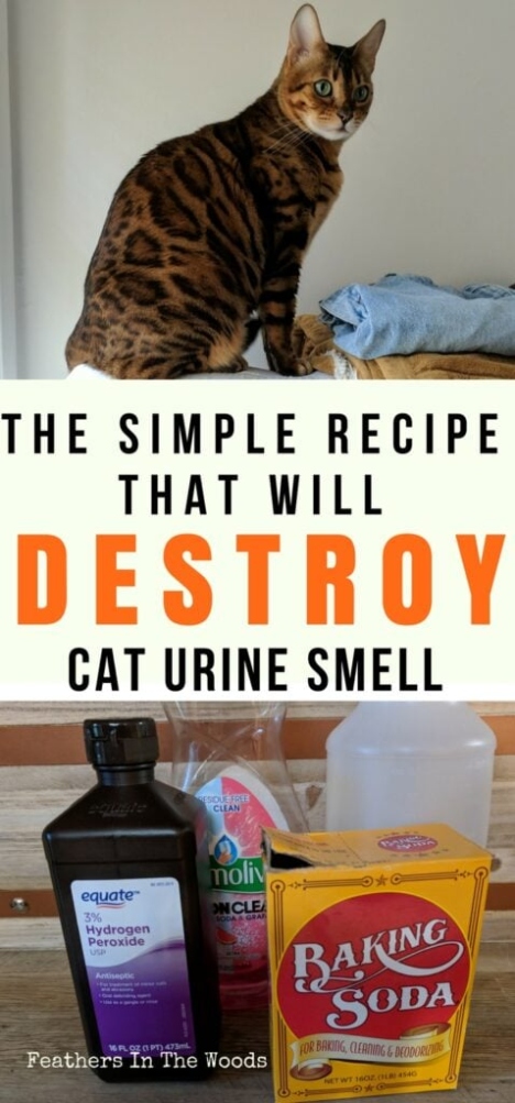 Niche Utama 2  DIY Homemade Cat Urine Stain & Odor Removers You Can Make Today