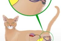 Cat Care 101: Understanding The Signs Of A Full Bladder In Your Feline Friend