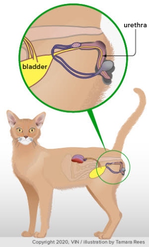 Cat Care 101: Understanding The Signs Of A Full Bladder In Your Feline Friend