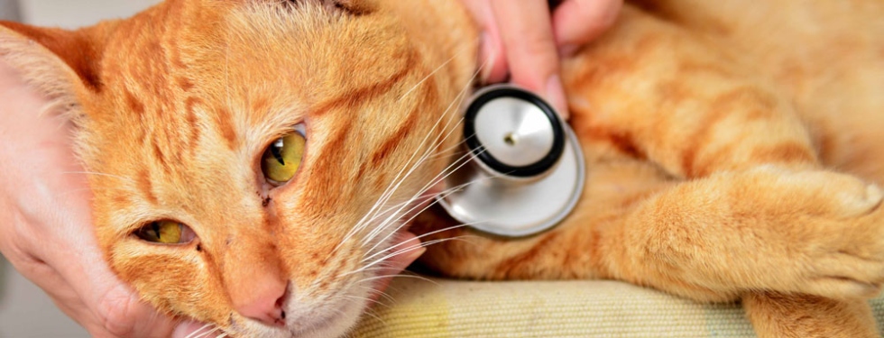 Compassionate And Humane Ways To Peacefully Euthanize Your Feline Companion