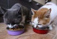 Mastering The Art Of Feeding A Feline Family: Tips For Feeding Multiple Cats With Ease