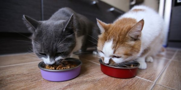 Mastering The Art Of Feeding A Feline Family: Tips For Feeding Multiple Cats With Ease