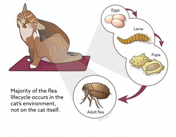 Niche Utama 2 Fleas In Your House? Learn How To Get Rid Of Them! - The Pet