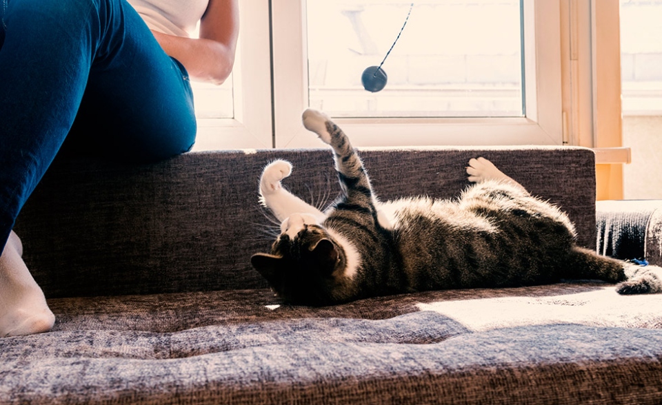 Niche Utama 2 How Do I Entertain My Indoor Cat? - Your Cat