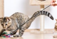 Unleash Your Cat’s Inner Athlete: Creative Ways To Exercise Your Feline Friend