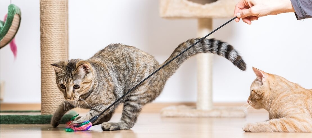 Unleash Your Cat’s Inner Athlete: Creative Ways To Exercise Your Feline Friend