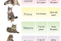 Unraveling The Feline Mystery: A Guide To Calculating Cat Years In English