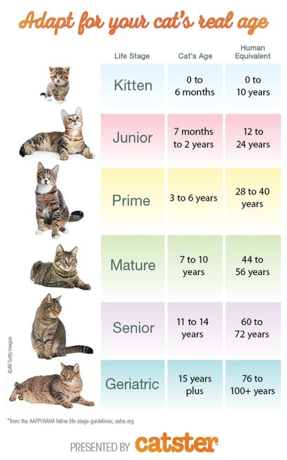 Unraveling The Feline Mystery: A Guide To Calculating Cat Years In English