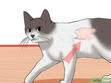 Niche Utama 2 How To Check Cats For Fleas:  Steps (with Pictures) - WikiHow