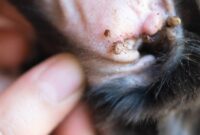 Uncover The Secret: Discovering Fleas On Your Feline Friend With These Expert Tips