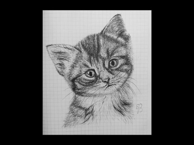 Niche Utama 2 How To Draw A Realistic Cat Easy Step By Step