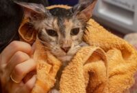 The Ultimate Guide To Safely And Effectively Drying Your Cat After A Bath