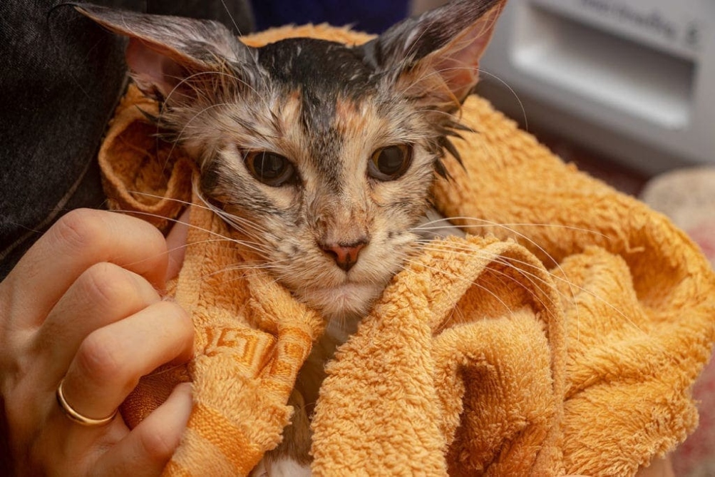 The Ultimate Guide To Safely And Effectively Drying Your Cat After A Bath