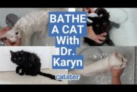 The Purr-fect Guide: How To Safely And Effectively Dry Your Feline Friend After A Bath