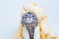 Feline Blowout: The Ultimate Guide On How To Safely Dry A Cat Without The Drama!